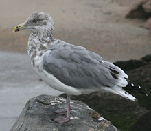Herring Gull adult nonbreeding